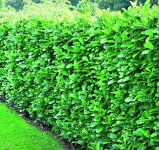 Cherry Laurel Evergreen Hedging Plants Large 3-4ft Supplied in 3 Litre Pots