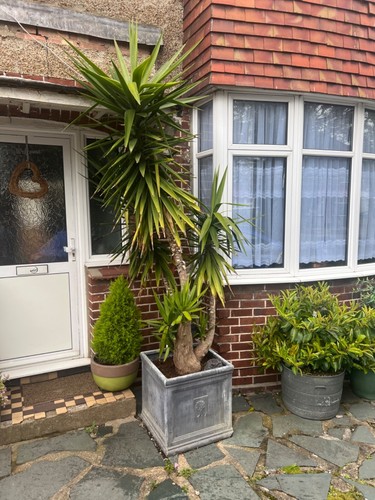 Large potted outdoor yukka - large,