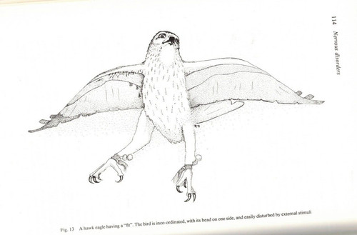 Falconry veterinary aspects - ~,
