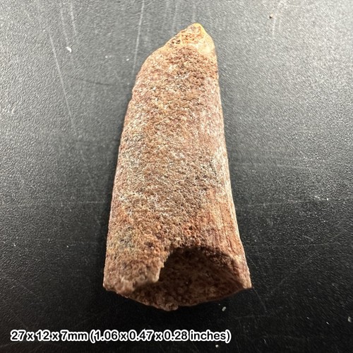 Genuine raptor dinosaur tooth