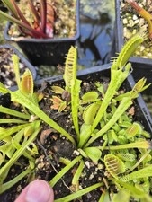 DIONAEA VENUS FLY TRAP CRESTED LEAVES..c