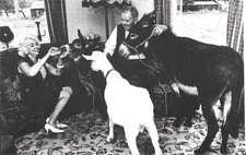 OLD POSTCARD THE LOCKWOOD HOME OF REST  FOR OLD AND SICK DONKEYS SURREY