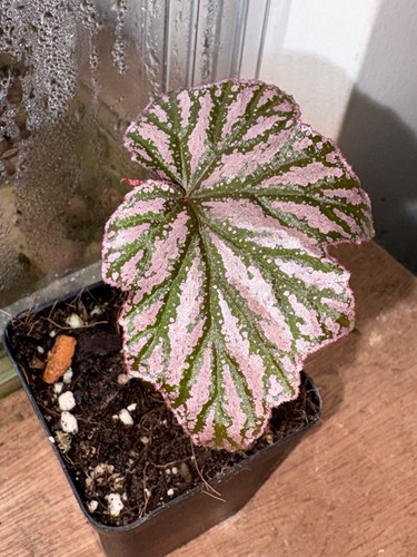 Begonia pink minx young plant - begonia,