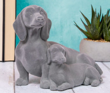 Dachshund adult puppy grey - adult,