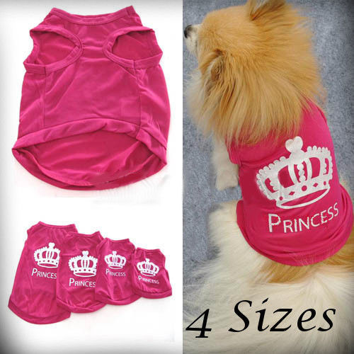 Pet dog cat cute - pet,