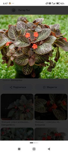 Houseplant selection rooted - houseplant,