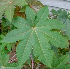 Ricinus communis dried - dried, castor