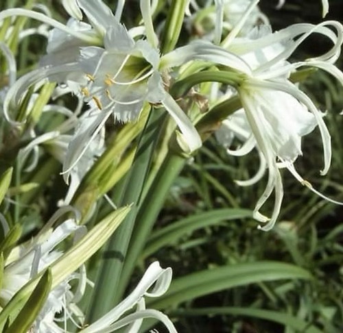 Hymenocallis festalis - hymenocallis,