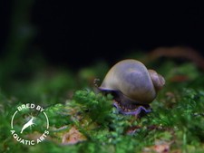 Baby Mystery Snails (Pomacea