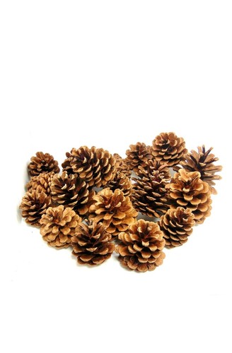100 pine fir cones pinecone - pine,