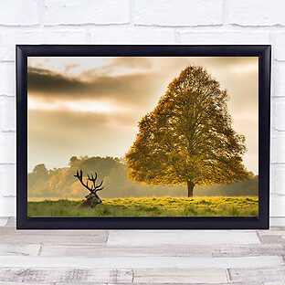 Wildlife wild majestic - wildlife,