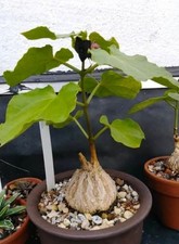 matelea cyclophylla Rare Houseplant Caudex Plant. 