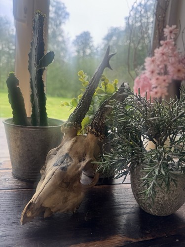 Roe deer skull skulls - roe, skulls,