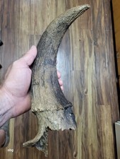 Historic Bison horn core