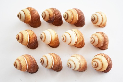 Beautiful brown land - brown, snail