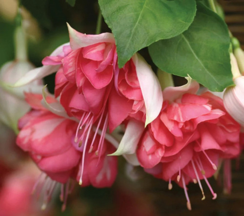Giant trailing fuchsia - giant,