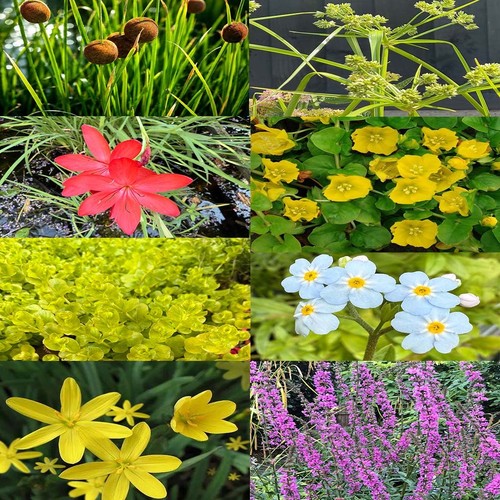 Mixed pond plants pack - mixed,