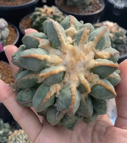 Live house ariocarpus - live,