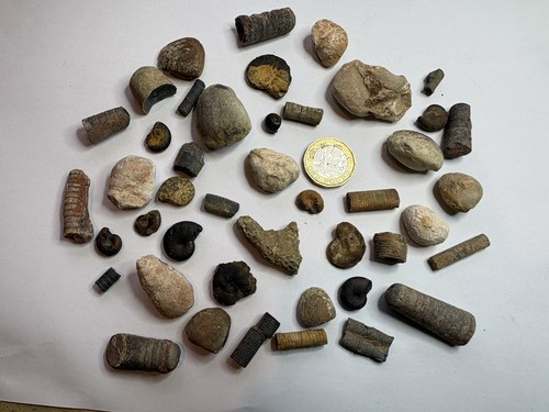 Collection fossils - of, 40