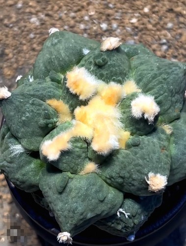 9cm rare live house - 9cm,