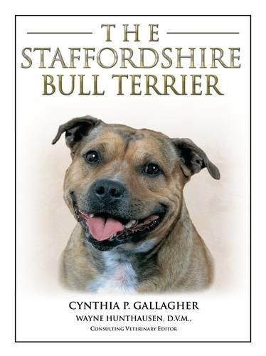 Staffordshire bull terrier - bull,