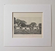 PARSONS Dairy Shorthorn Cows, 1918 Cattle Farming Photo Print