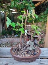 Large Beech Bonsai Compos,, 3x Trees In Ceramic Unglazed Pot CLEARANCE 30% OFF