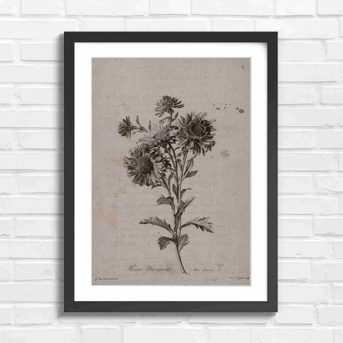 Antique botanical daisy floral - antique,