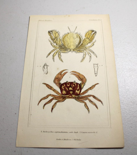 1837 cuvier animal - 1837,