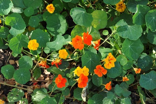 12x nasturtium jewel - jewel, africa