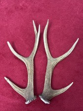 PAIR OF SIKA DEER ANTLERS
