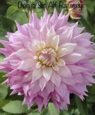 “SALE”  Dahlia Sir Alf