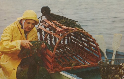 Atlantic coast lobster seafood - lobster,