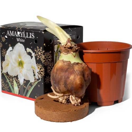 Amaryllis white large bulb - amaryllis,