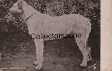 1908 Dog Irish Wolfhound