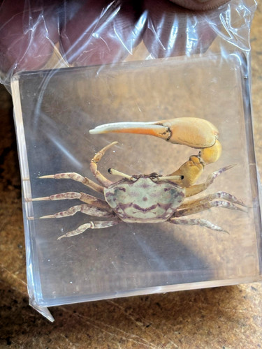 Lucite taxidermy - 2", 2"