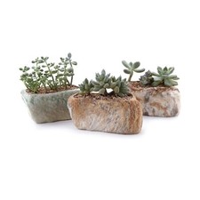 T4U 5.5 Inch Ceramic Succulent