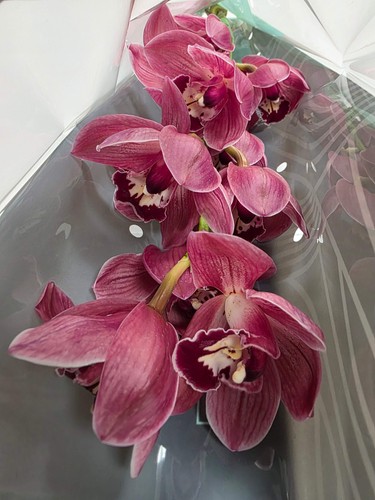 Farm fresh orchid cymbidium - fresh, orchid/cymbidium