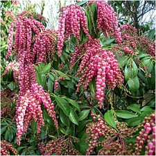 Pieris valley vallentine - vallentine', |