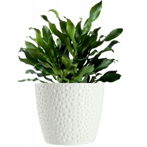 Flowerpot plant pot - , planter