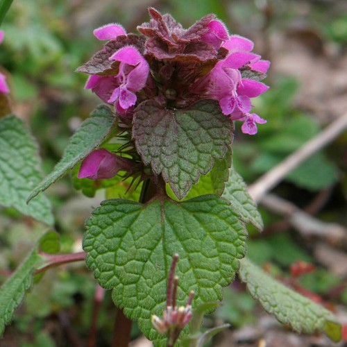 Purple dead nettle - nettle, lamium