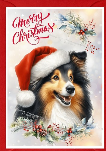 Shetland sheepdog sheltie - sheepdog,