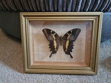 Vintage Exotica World Butterflies Taxidermy Butterfly Papilio Orizabus Framed
