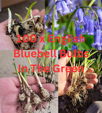 English Bluebell Bulbs x 100