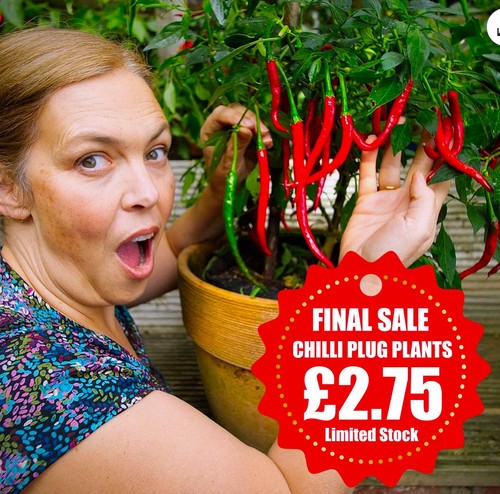 Supersized chilli plug plants - supersized,