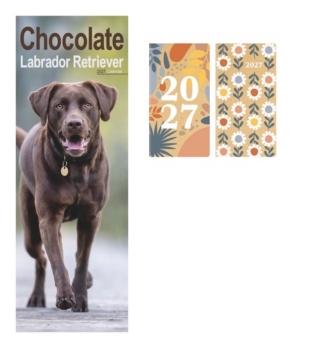 Labrador retriever chocolate - retriever,