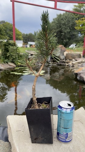Japanese black pine - japanese,