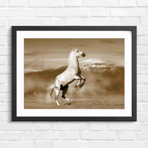 Rearing white horse dust - rearing, in