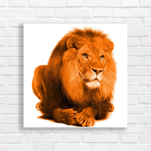 Portrait laying lion square - lion,