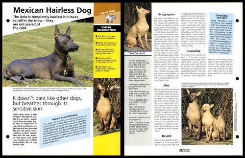 Mexican hairless dog info - hairless,